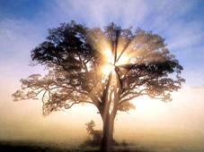 Sunrise Tree